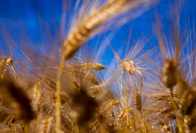 Producción mundial de trigo podría duplicarse con edición genética