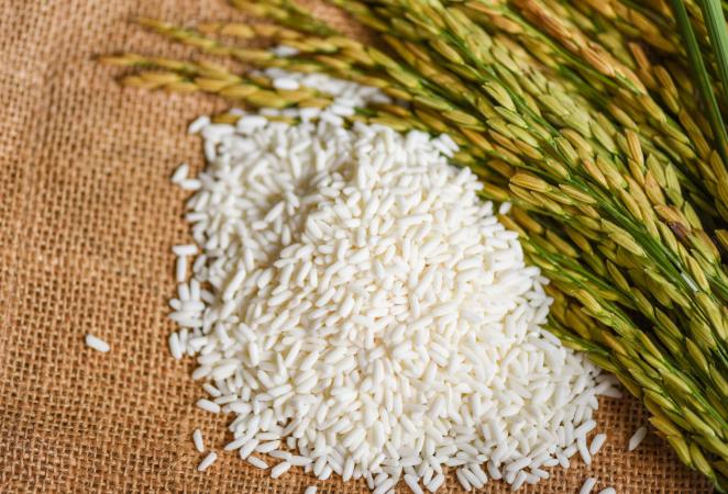 Modificación genética en arroz mejora su rendimiento en 40%