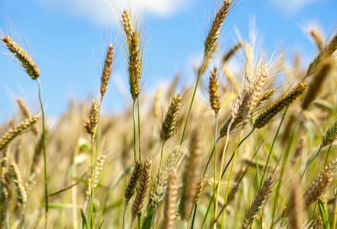 Aíslan genes de resistencia a enfermedades del genoma del trigo