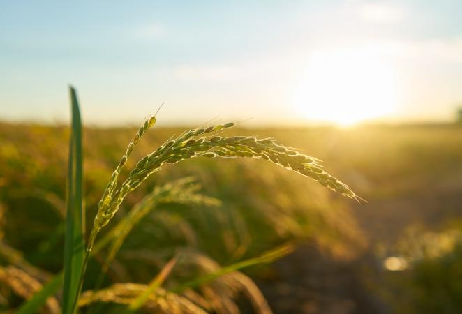 Cultivos transgénicos han aumentado ingresos de agricultores en 261 mil millones de dólares