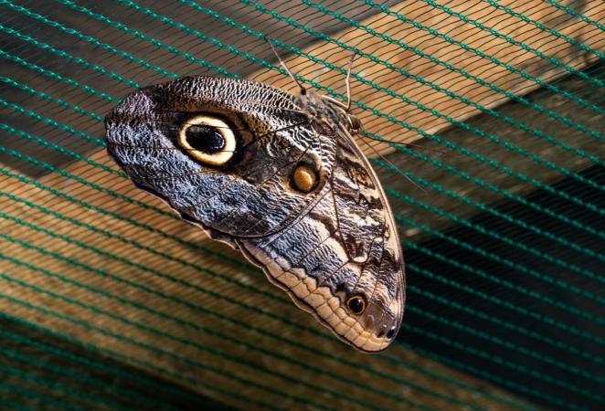 plantas fábrica de feromonas transgénicas