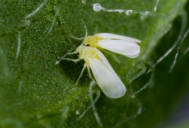 ¿Por qué un insecto tiene 49 genes de plantas en su genoma?