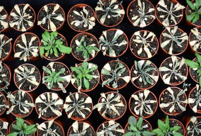 Tolerancia a la sequía en plantas