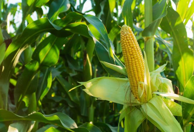 Cultivo de maíz - genes del maíz - polen