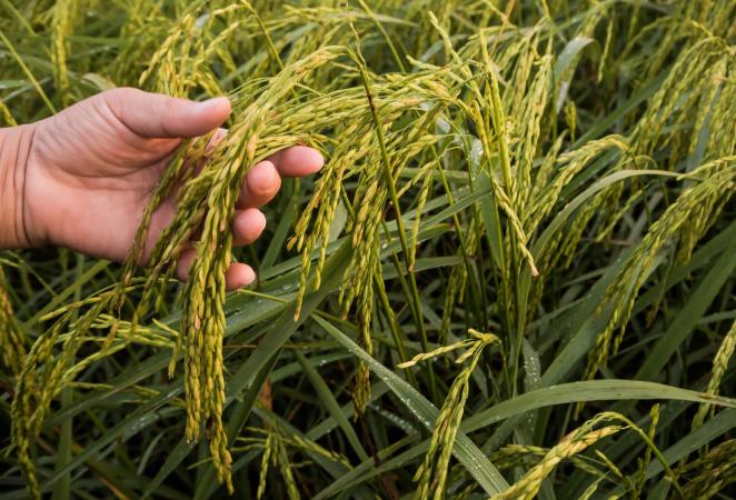 campo de Arroz_ arroz biofortificado