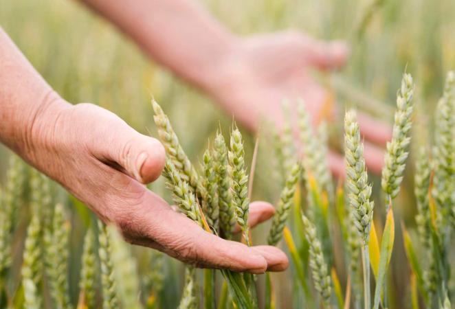 trigo editado - imagen de trigo cultivado