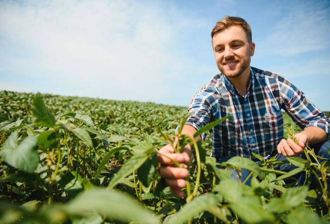 qué es un cultivo genéticamente modificado