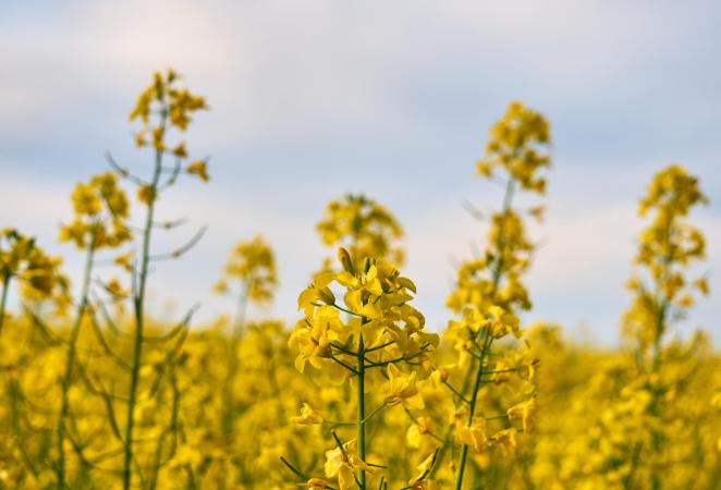 canola transgénica, transgénicos en colombia, colombia transgénicos