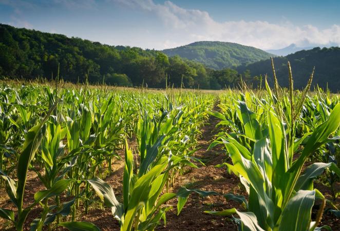 cultivos, cultivos transgénicos, Agro-Bio