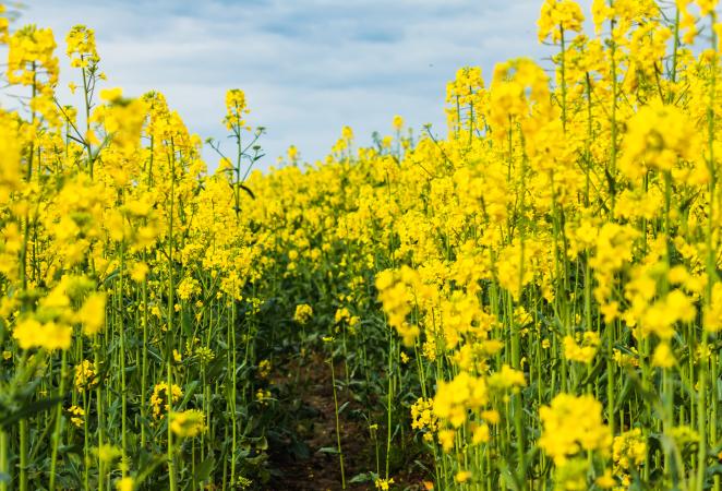 Cultivo de canola - canola editada