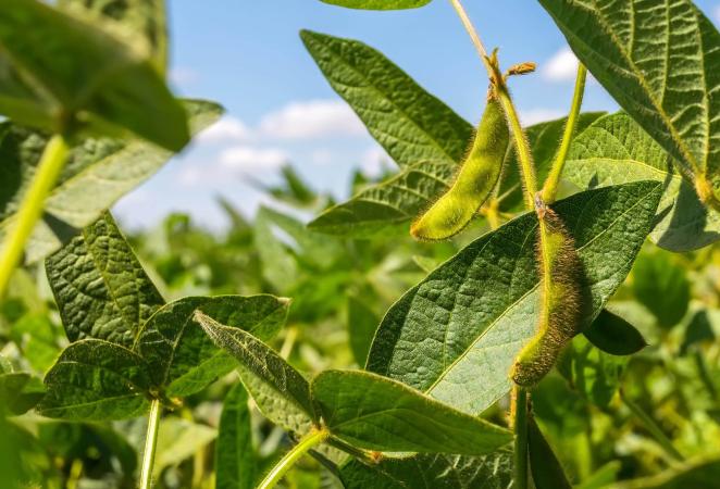 soya resistente, Agro-Bio, editados
