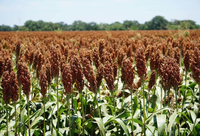 sorgo resistente, sorghum, biotecnología, agro-bio
