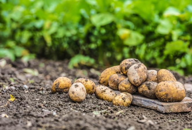 papa transgénica, cultivo de papa