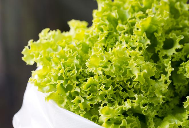 lechuga transgénica