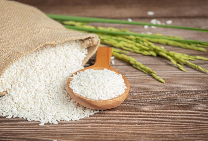 arroz transgénico