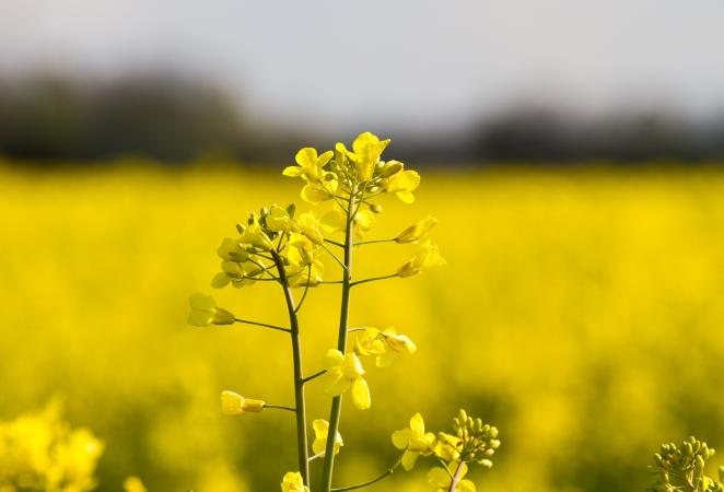 canola, campo de canola