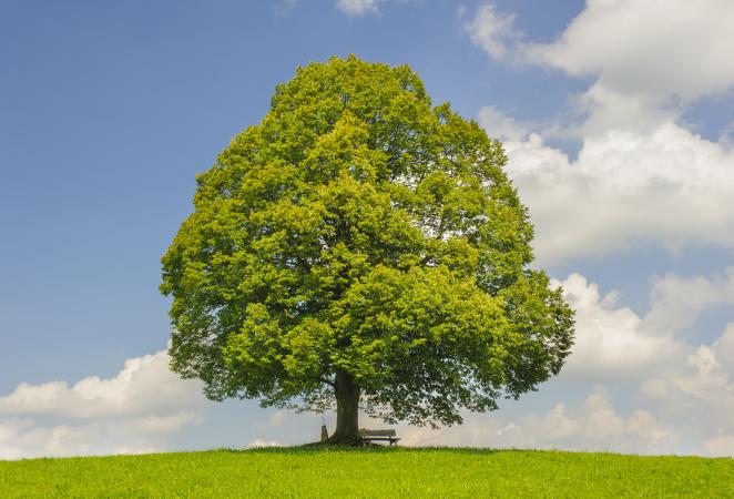 árbol transgénico