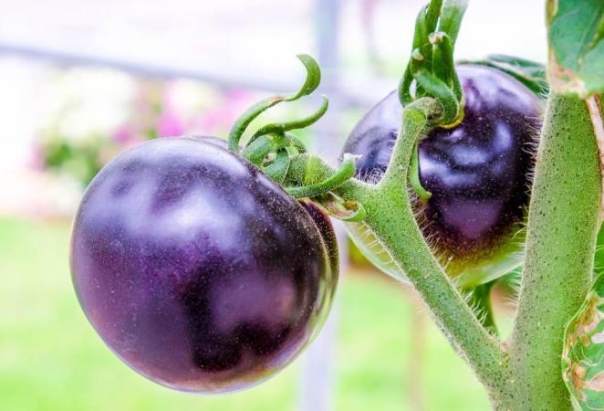 Tomate morado