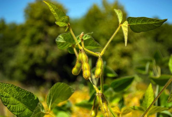 soya transgénica, cultivo de soya