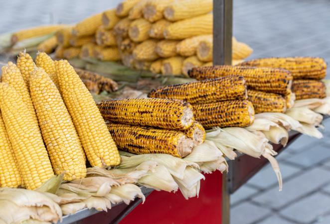 transgénicos, agrobio, alimentos transgénicos, maíz transgénico