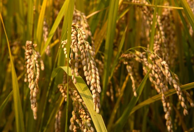 arroz editado, arroz, rice, agro-bio
