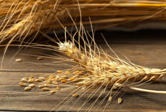 genética del trigo, trigo, wheat, agrobio