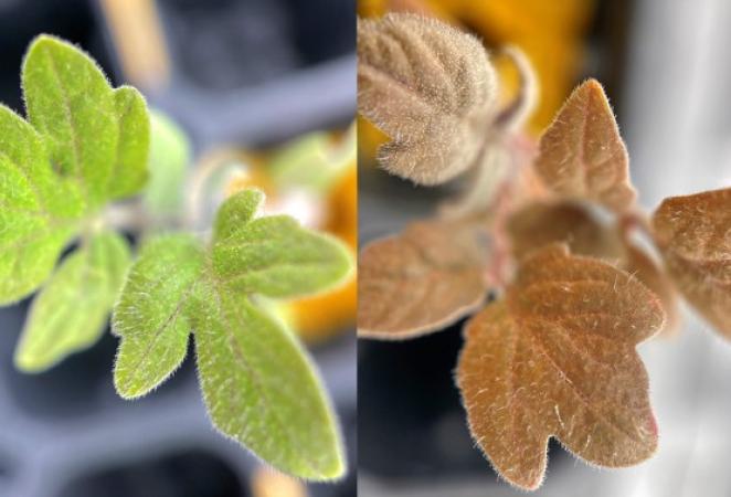 Tomato leaves turn red (right) due to low nitrogen in the soil (Photo Source: Cornell Chronicles)
