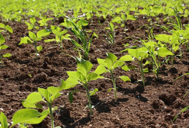 cultivos resistentes a plagas