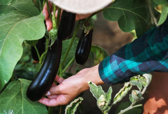 beneficios de la berenjena transgénica