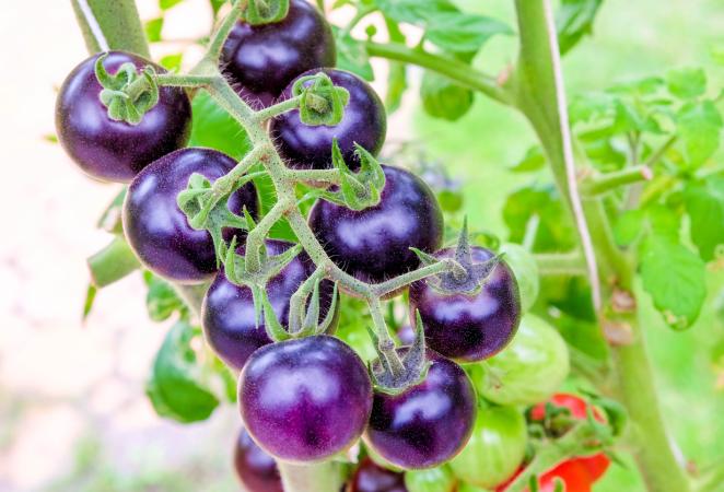 tomate morado transgénico