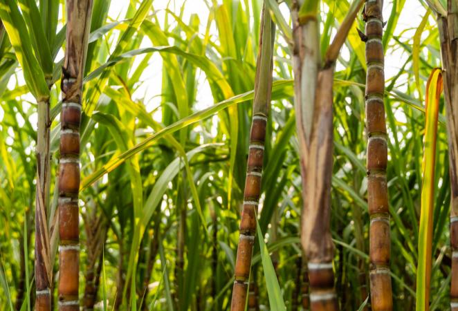 Caña de azúcar más tolerante