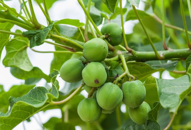 producción de biocombustibles en Colombia