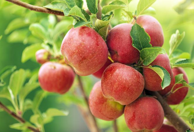 tolerancia a la salinidad