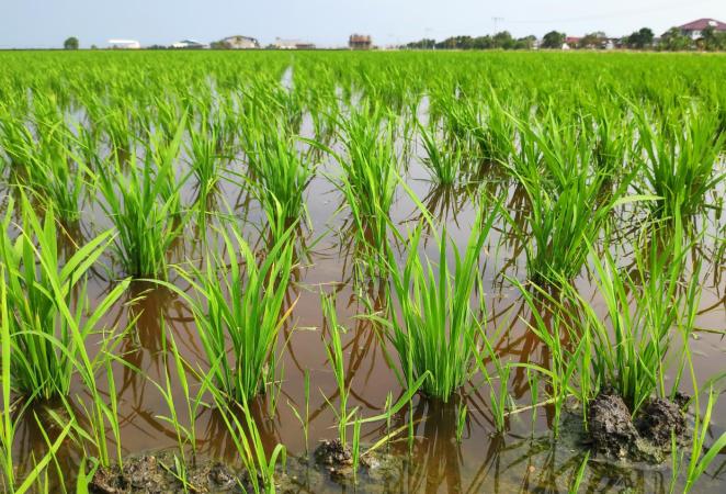 tolerancia a la alcalinidad