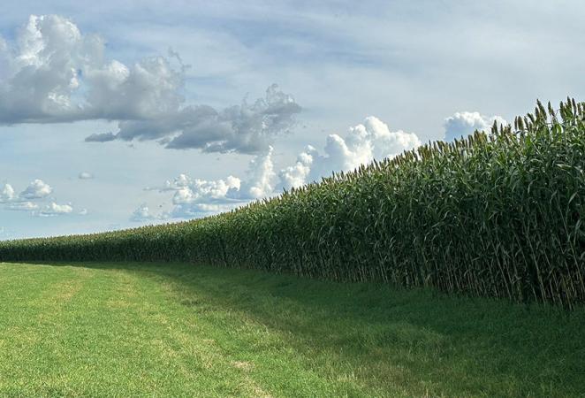 sorgo forrajero