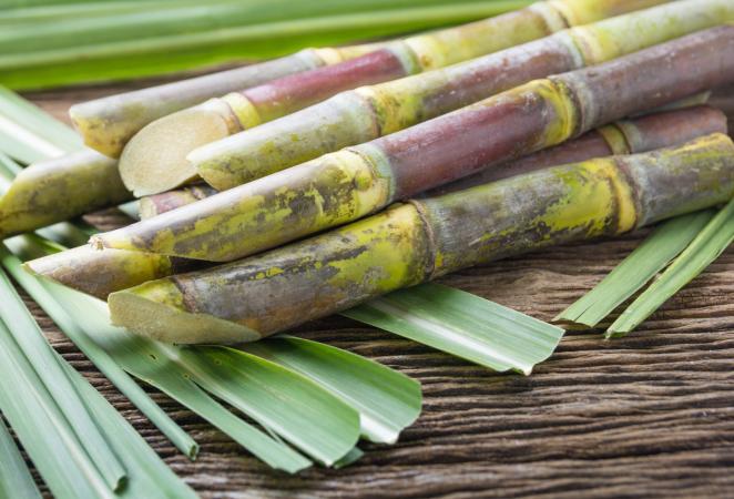 caña de azúcar mejorada