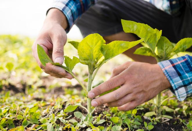 seguridad de los transgénicos