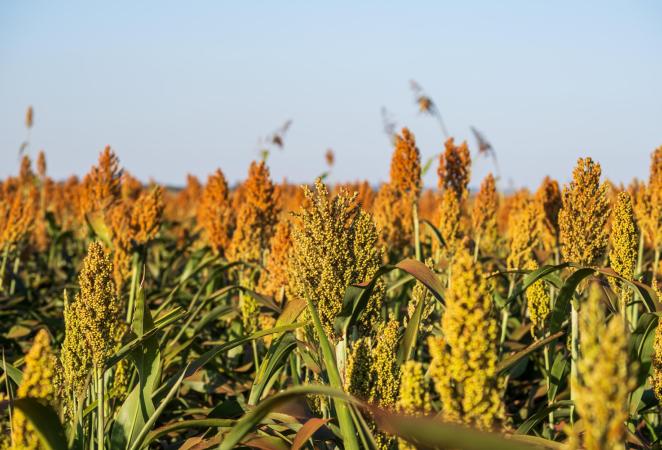 sorgo forrajero