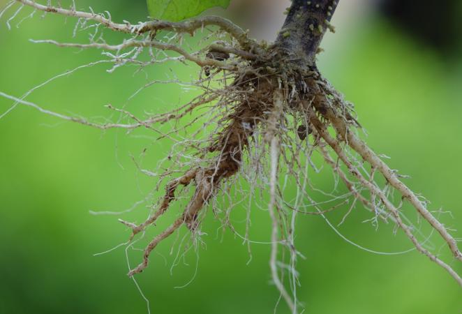 Raíces de las plantas