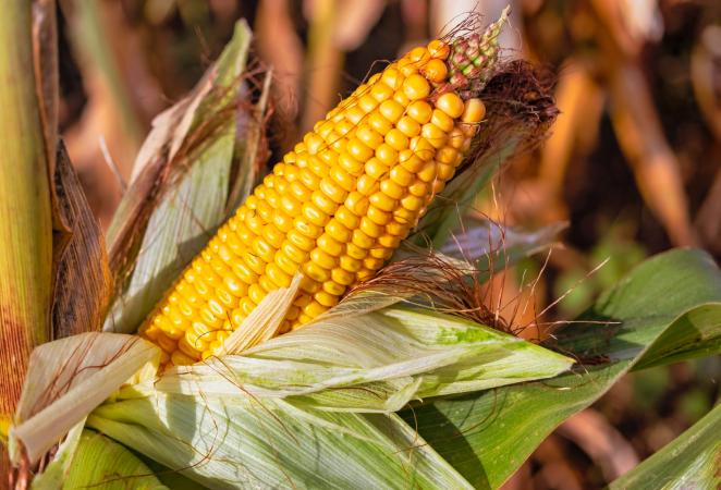 Maíz resistente a insectos