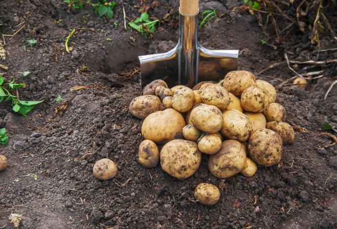 papa resistente a enfermedades