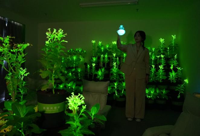plantas que brillan modificadas genéticamente