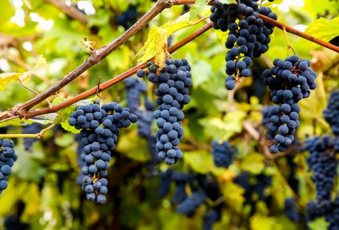 vid editada 