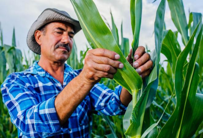 beneficios de cultivos transgenicos
