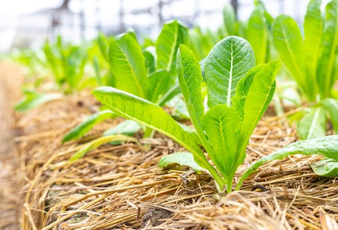 Estrés en las plantas