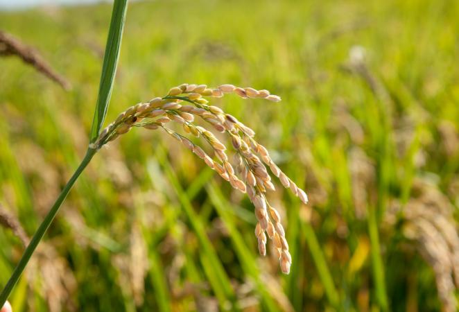 Resistencia del arroz al tizón bacteriano