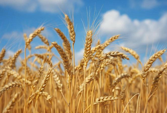 Trigo resistente a plagas
