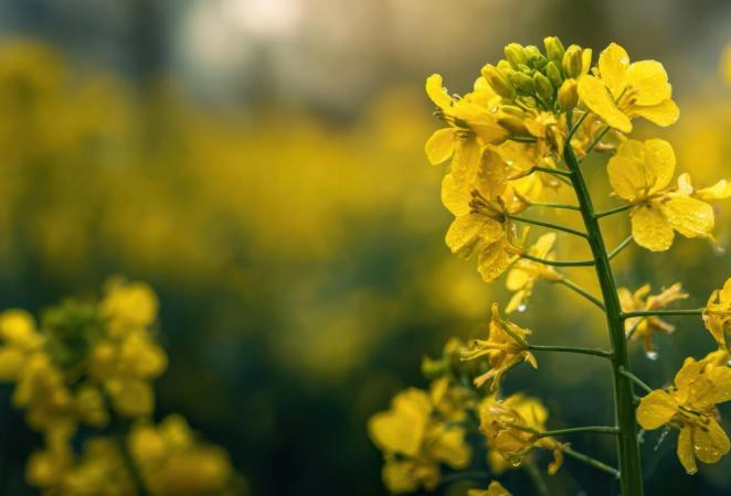 Canola transgénica tolerante a dos herbicidas