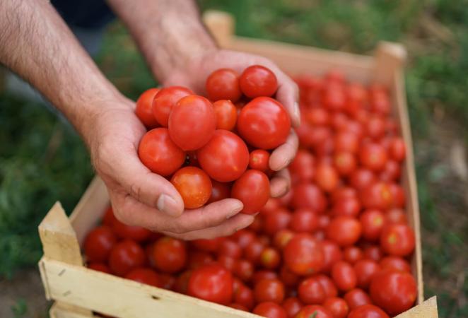 tomates tolerantes a la salinidad