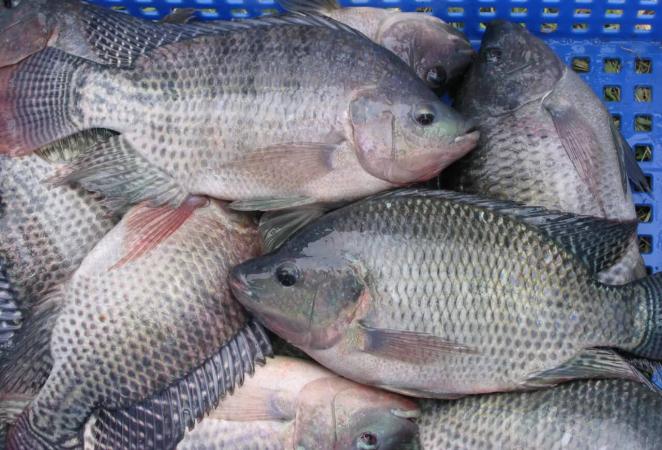 virus de la tilapia